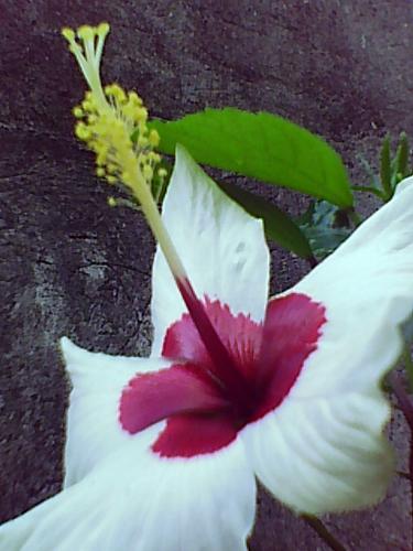 the flower - what do you think