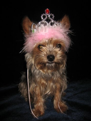 Princess Halloween Costume - My Puppy is going as herself, the Princess that she is, for Halloween 2008