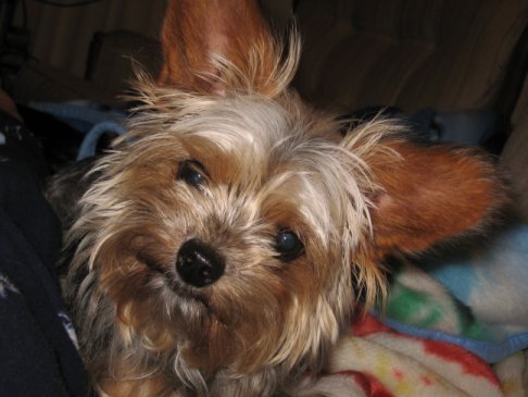 Yorkie Mixed Breed Puppy - Roxy lounging at home being goofy, looking for more cookies. Roxy is a mixed breed puppy. Yorkie X maltese X shitz shu, born May 02, 2007