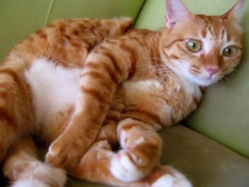 cute cats - cuty cats family
