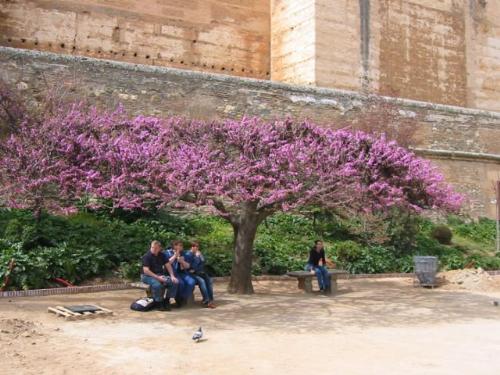 different tree - colourfull tree
