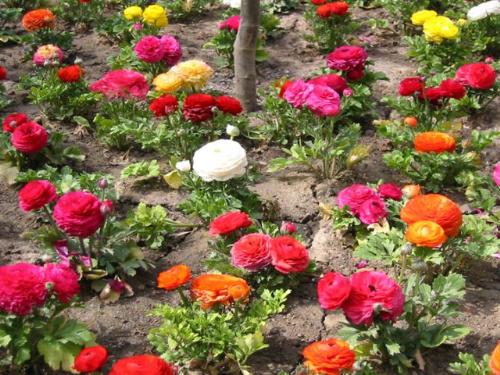 flowers - different flowers