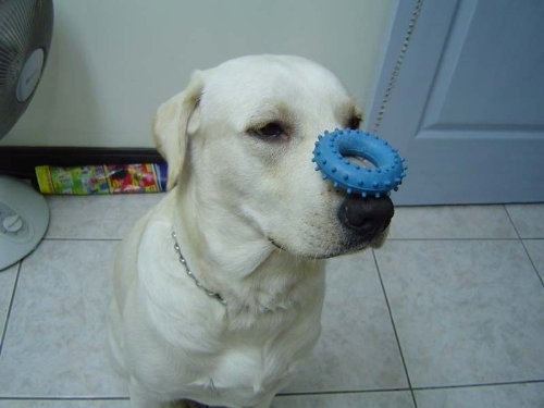 Care about your pet - Treat your pet as your loyal friend,not a toy.