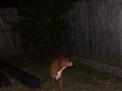 Sable looking for her friends - It&#039;s late, but Sable thinks her friends should still be out there for her to play with