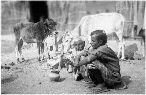 cows and farmer - cows and farmer-a common scence from Bangladesh