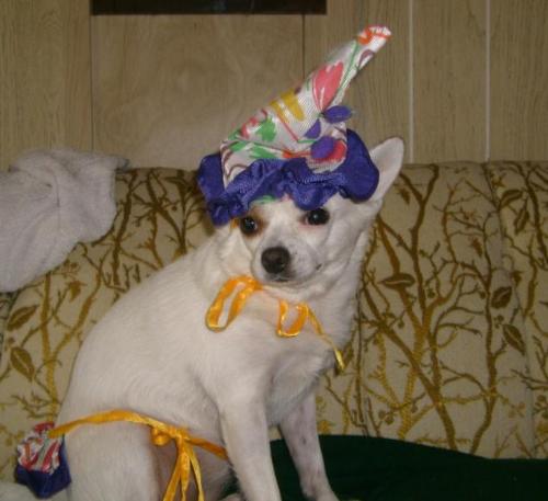 coconut as clown - halloween