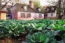 vege garden - garden