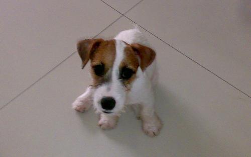 Sophie - our jack russel terrier, sophie Sophie - our jack russel terrier, sophie