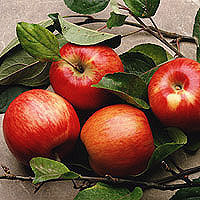 apples - good red ones