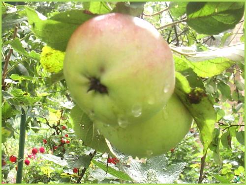 apples - fresh ones