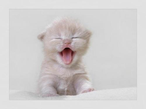 meooow - shoo cuteeee