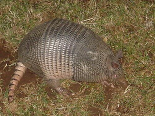 Armadillo - This little guy has been camping out in our yard at night
