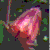 roselle - roselle can hiccup become awesome beverage to make extra money