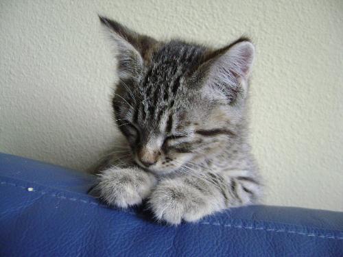 kitten - this is my cat, eaglemouth when he was a little kitten. (apprentice) his name was eaglepaw. He was on my twoleg nest. xp