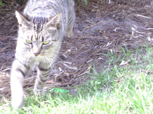silverstar - This is my elder tabby, Silverstar. She's the leader of Rainclan and shes running in this picture. I actually really like this picture of her. She is a warrior. ;)