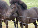 Wild Horses - Tame it or look at it in the wild, a horse never loses its beauty. It's always a pleasure to watch the horses jump around and enjoy themselves. visit freeimages.co.uk.