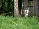 The Goat - The goat is a very calm animal, generally. Goat's milk is excellent for health. So many people have mentioned that a daily glass of goat's milk was the secret to their good health. visit freeimages.co.uk.