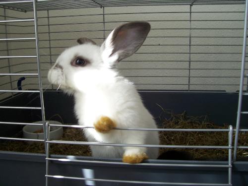 Rabbit - One of my rabbits