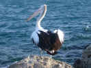 Elegant Swan - Look at this swan. It is so elegant perched on the rock with the blue waters at the background. There is no beauty more than the elegant nature. Visit freeimages.co.uk