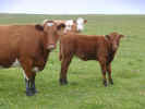 Grazing Cows - If dog is man's best friend, a cow is man's most useful animal. Think abut the amount of milk we drink from them! Cows are beautiful and elegant too. Look at the way they are staring into the camera when it's clicked! Cute! visit freeimages.co.uk