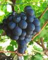 grapes - grapes