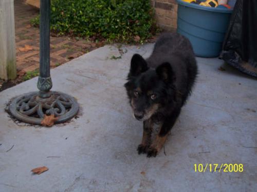 My sweet Mocha - I will always love you my dear, gentle companion. Rest well.