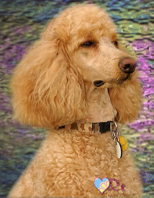 Poodle - Ain't I Pretty?