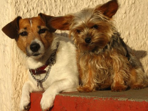 Dog Friends - Roxy and Jack. Dog Friends hanging out together after an afternoon of play time. Dog Friends - Roxy and Jack. Dog Friends hanging out together after an afternoon of play time.