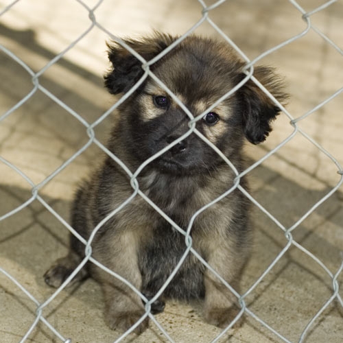 A puppy at the shelter I work for - Isn't she just the cutest little baby? I just played with her today and had the most fun I can remember for a while...I love my animals