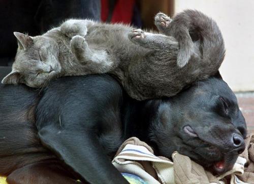 sleep - very cute...this you gotta see
