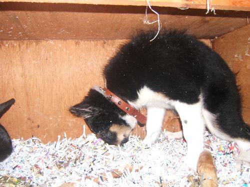 Ziggy as a rabbit................................. - Ziggy as a rabbit................................
