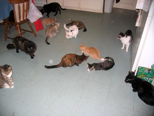 A catnip moment almost 4 years ago - just to give you an idea of the cats - we've gotten more since then