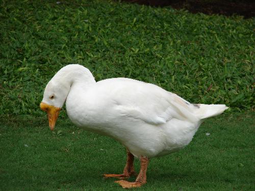 a cute duck - a duck near my friends farm house