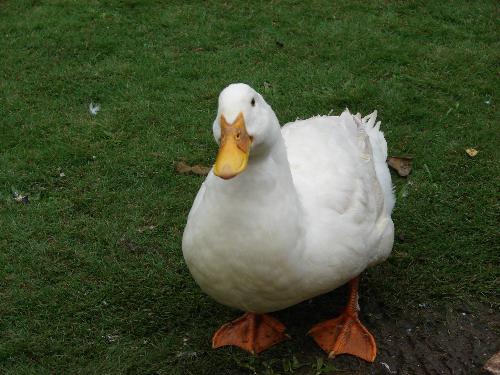 white duck - a cute white duck in my friends farm house