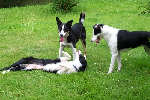 My ddogs and another Collie - My dogs playing with another Collie