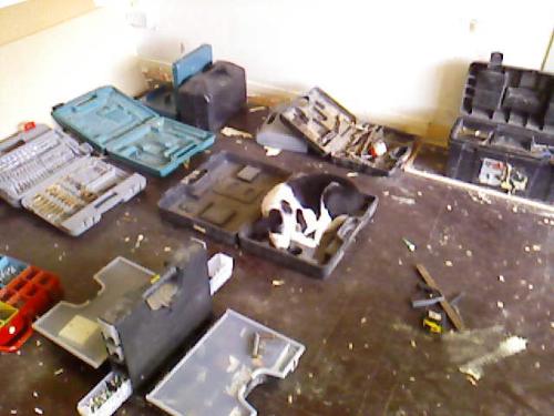 Pup asleep - The pup sleeping in a tool box on site