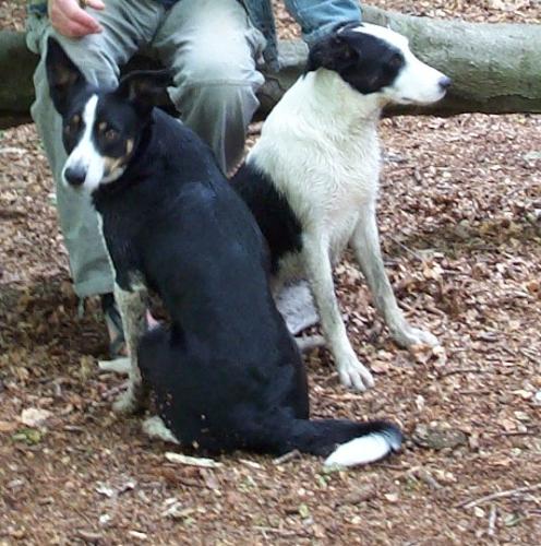 my two - Mum and pup in the woods