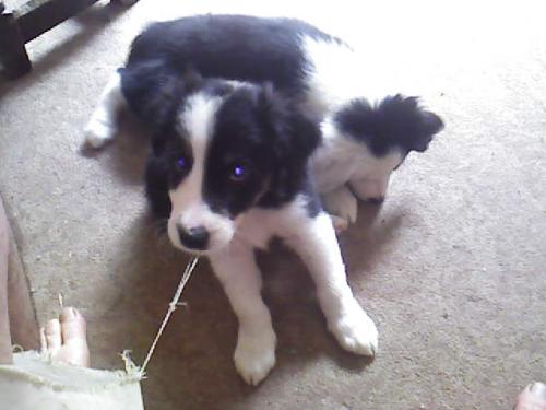 More pups - dog and b1tch