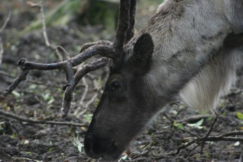 Reindeer - A close up head shot of a reindeer