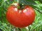 Tomatoe - A photo I downloaded from the internet, of a tomatoe.