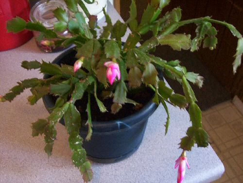 Christmas Cactus - My poor, abused Christmas Cactus is blooming!