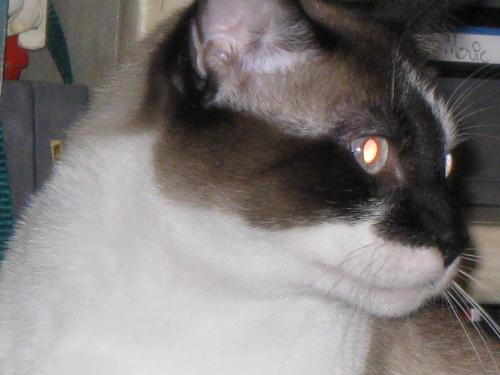 Captain Morgan - Taken with Canon PowerShot A590 IS at 16X zoom. He's a handsome little devil!
