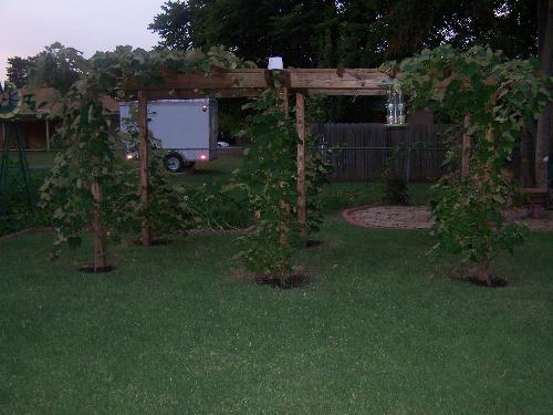 Grape Vineyard - Our grape vines growing on the arbor.