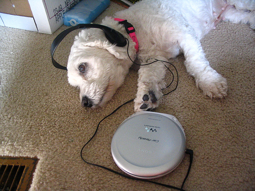 Thinking of Miss Woof Woof - A cute little dog thinking of something while listening to music.