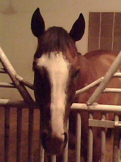 Horses are Adorable Ones! - I am working for Horses and they mean everything to me!!!