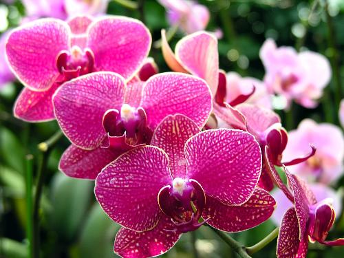butterfly orchid - pink butterfly orchid