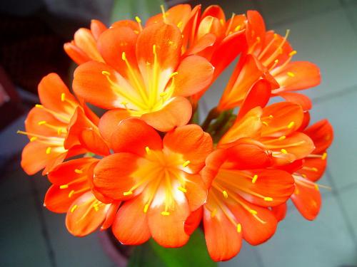 cilivia miniata - cilivia miniata is a very valuable kind of orchids. this one, i called her, brillian