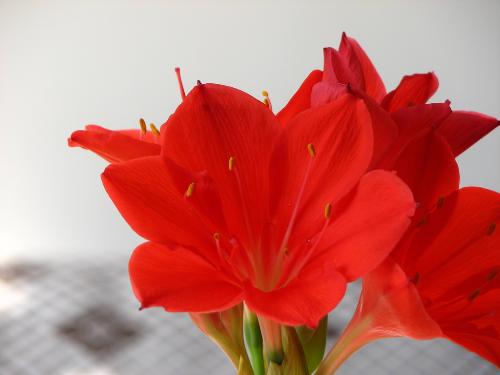 clivia miniata, red - red clivia miniata