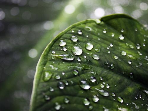 water droplet in leaf - A very good looking leaf with water droplet on it.