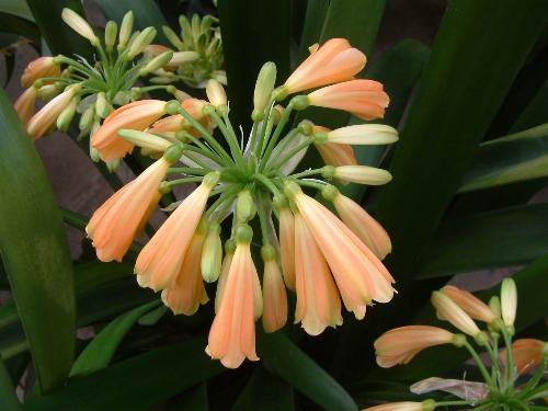 clivia miniata,shy - clivia miniata, shy beauty..lol